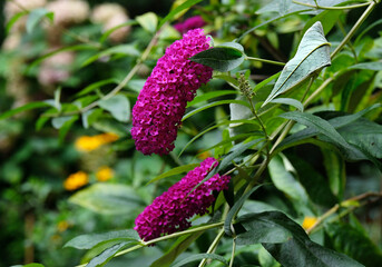 Blooming buddleia