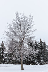 Frost covered deciduous tree in foreground and snow covered evergreens in background
