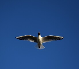 Escape by flying