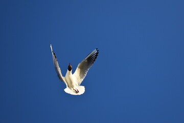 Escape by flying