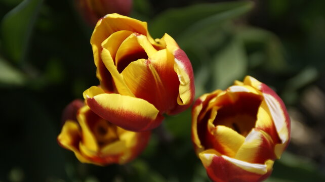 tulip on a green background