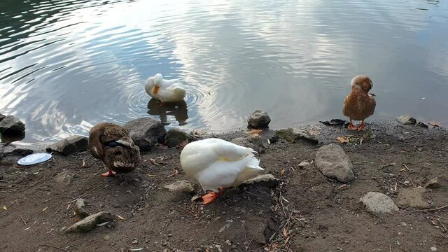 Wild duck bird swimming on water. Karagol, Izmir - Turkey
