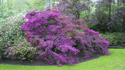 tree with purple foliage in nature
