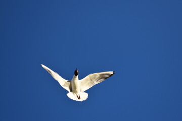 Escape by flying