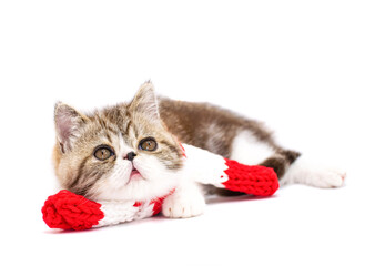  cute persian kitten with christmas hat and scarf 