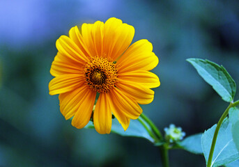 Yellow gerbera