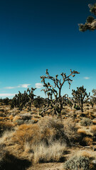 Joshua Trees- Mojave Desert California