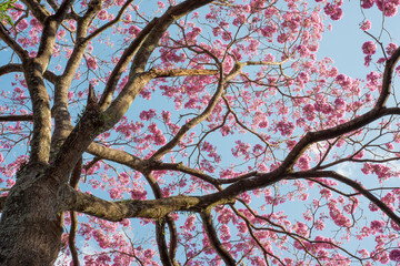 Detail of a tree showing branches and pink flowers