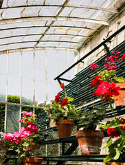 botanical greenhouse with flowers