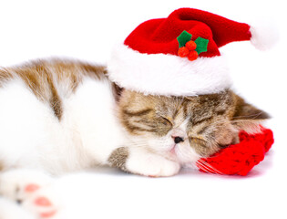  cute persian kitten with christmas hat and scarf 