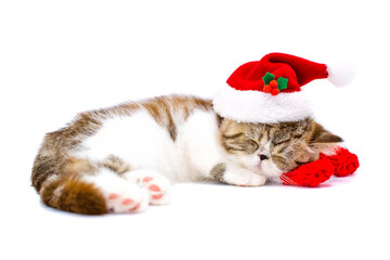  cute persian kitten with christmas hat and scarf 
