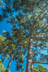 Looking up at pine trees in a forest