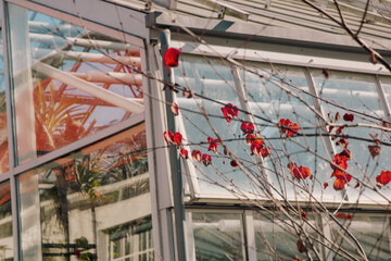 red reflections in botanical greenhouse