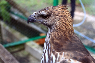 The Brontok Eagle (Spizaetus cirrhatus) is a bird of prey belonging to the Accipitridae tribe. Its name in English is Changeable Hawk-eagle because of its varied and changing colors.