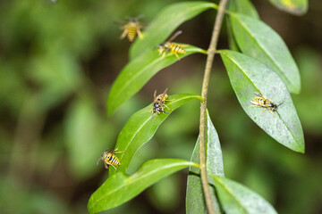 Wespen auf einem Ast mit Blättern