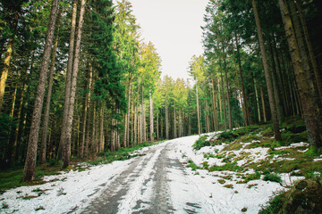 Fototapeta premium illuminated path in the forest