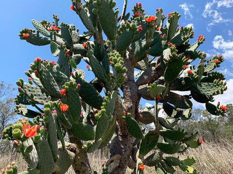 Prickly Pear Cactus with beautiful bright orange flowers and thorns