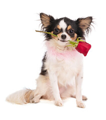 Chihuahua with a rose in the mouth
