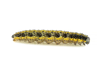 Chenille de la teigne du buis (Cydalima Perspectalis)