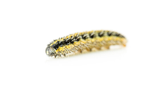 Chenille de la teigne du buis (Cydalima Perspectalis)