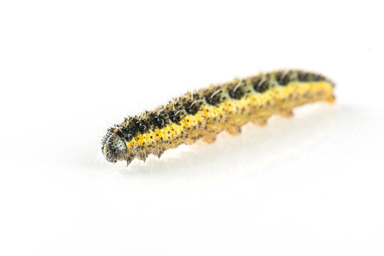 Chenille de la teigne du buis (Cydalima Perspectalis)