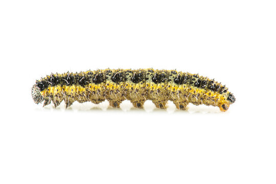 Chenille de la teigne du buis (Cydalima Perspectalis)