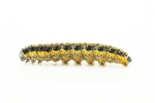 Chenille de la teigne du buis (Cydalima Perspectalis)