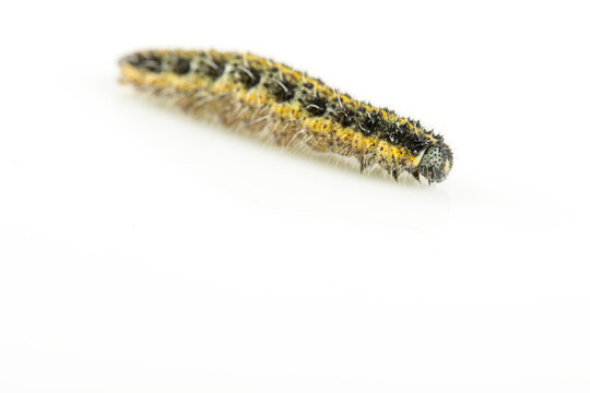 Chenille de la teigne du buis (Cydalima Perspectalis)
