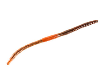 Ver de terre animal isolé sur fond blanc