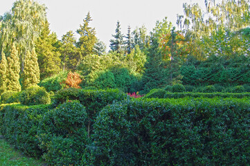 Fototapeta premium Clipped Buxus and fir tree