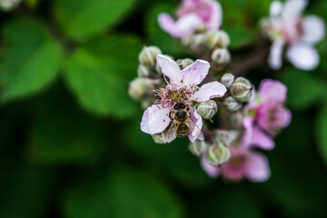 Makromotiv einer rosa Blüte