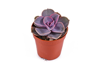 Small 'Echeveria Purple Pearl' succulent houseplant in flower pot isolated on white background