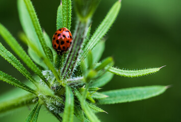 Marienkäfer im Grünen