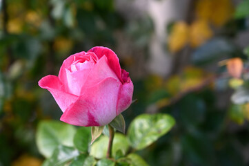 Close up of a pink rose in a garden