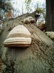 zunderschwamm, baumpilz
