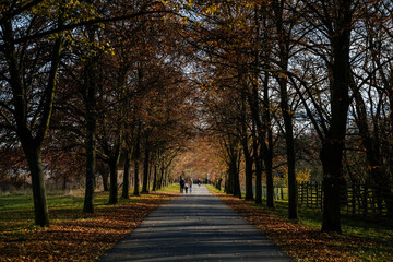 Autumn forest park tunnel trail view, alley near romantic chateau, in the middle is the path, lined with trees, family walking, Veltrusy castle, Central Bohemia, Czech republic