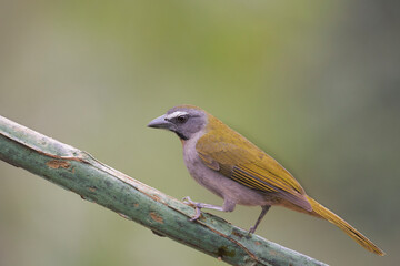 Saltator pio judio