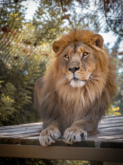 Lion king sitting on wooden floor on sunny day.