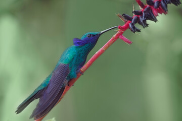 Colibri