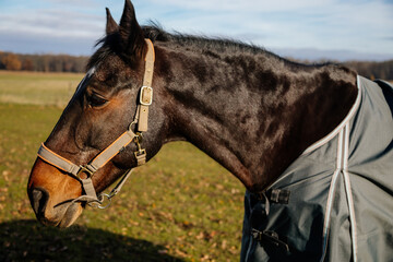 Obraz premium Brown adult horse covered with horse blanket, standing in the meadow. Beautiful horse on field in farm. Portrait of bay horse in horse-cover