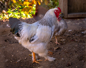 A chicken in its coop