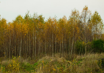 young birch grove in autumn colors