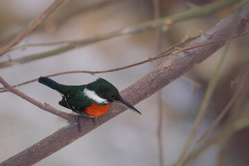 Martin pescador © Elkin