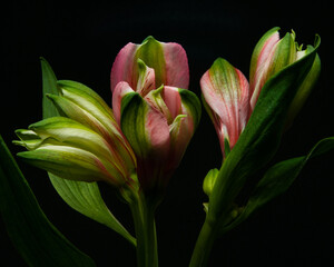 pink tulips on black background