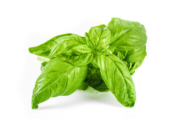 Fresh basil leaf isolated on white background. Basil herb