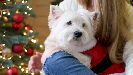 Cute fluffy dog lying on the crochet of the hostess in a Santa costume, family decorating a christmas tree on the background, christmas gift, miracle - Powered by Adobe