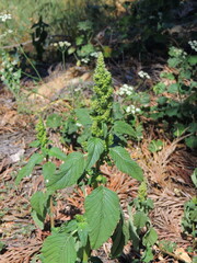 Prostrate Amaranth (Amaranthus deflexus)