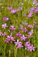 Obraz na płótnie Canvas Pink enamels flowering in West Australia