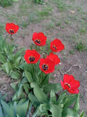 red poppy flowers