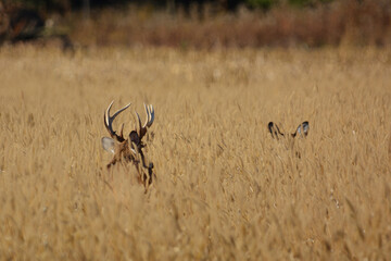 White Tailed deer buck and doe hidden in agriculture field